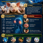 โรคไข้หูดับ ภัยใกล้ตัวจากเนื้อหมูดิบ!